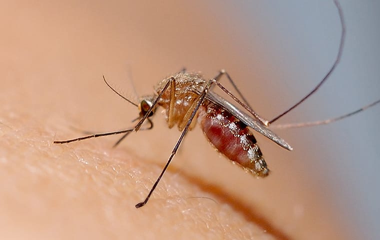 a mosquito biting the skin of a dallas texas resident