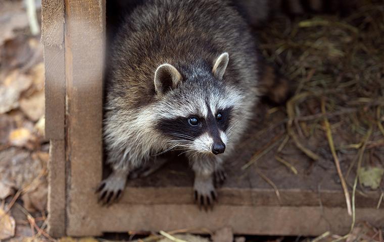 raccoon in shed