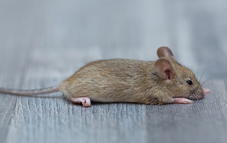 Rodents Spread Disease And Can Cause Damage a mouse crawling on the floor of a house in dallas texas