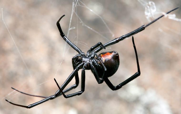 a black widow spider crawling in a web in dallas texas