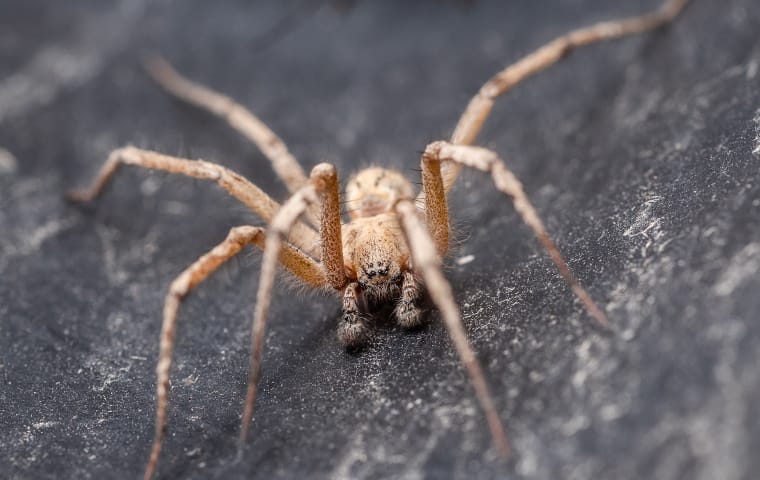 small yellow spiders texas