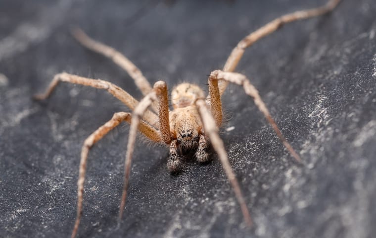 a field spider crawling near a home in dallas texas