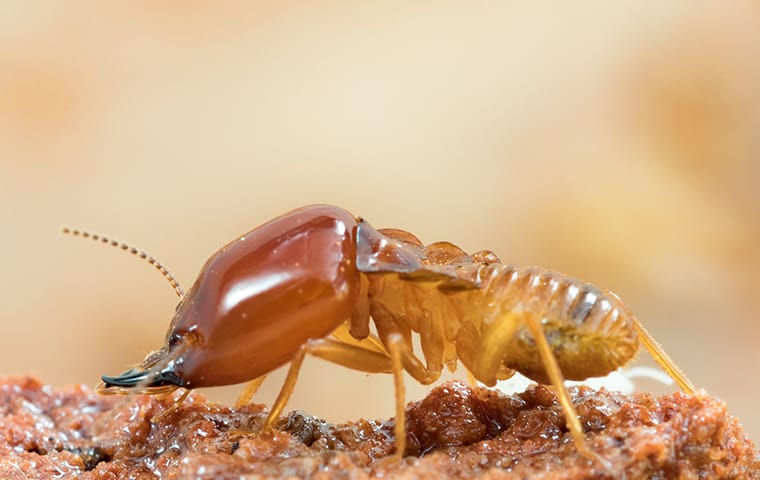 a termite crawling on wood in dallas texas