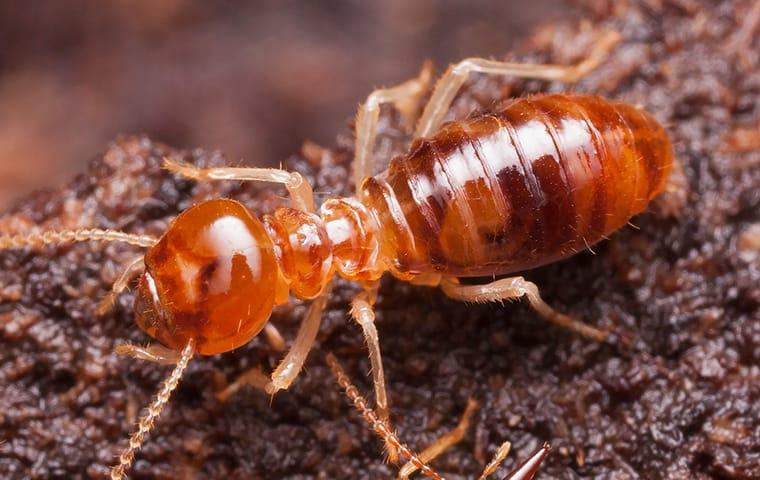 a subterranean termite crawling on wood outside a home in dallas texas