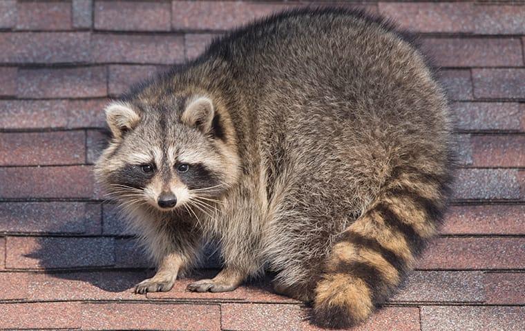 a raccoon crawling on a roof in dallas texas