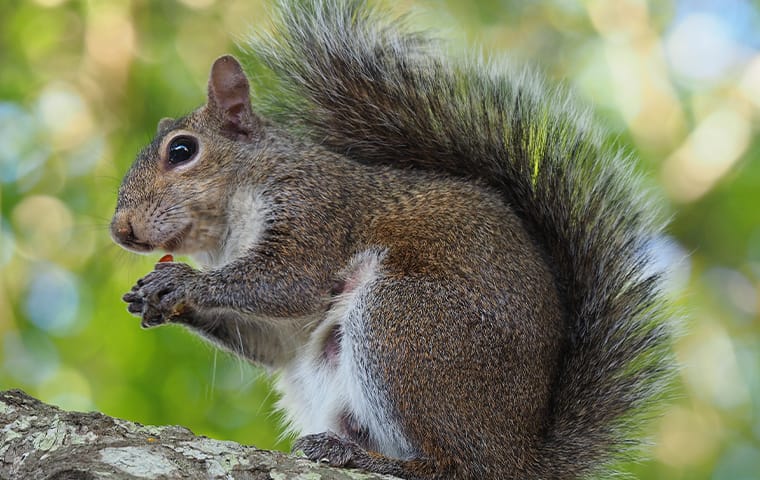 a squirrel eating in a park in dallas texas