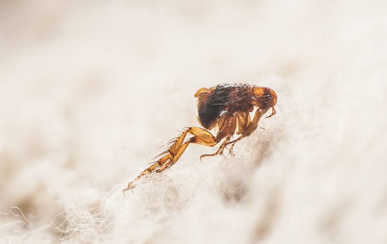 up close image of a flea on a rug