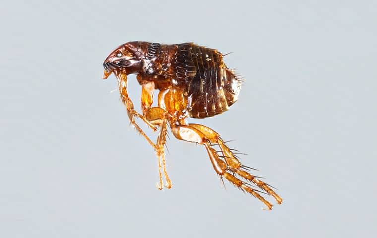 an up close image of a jumping flea