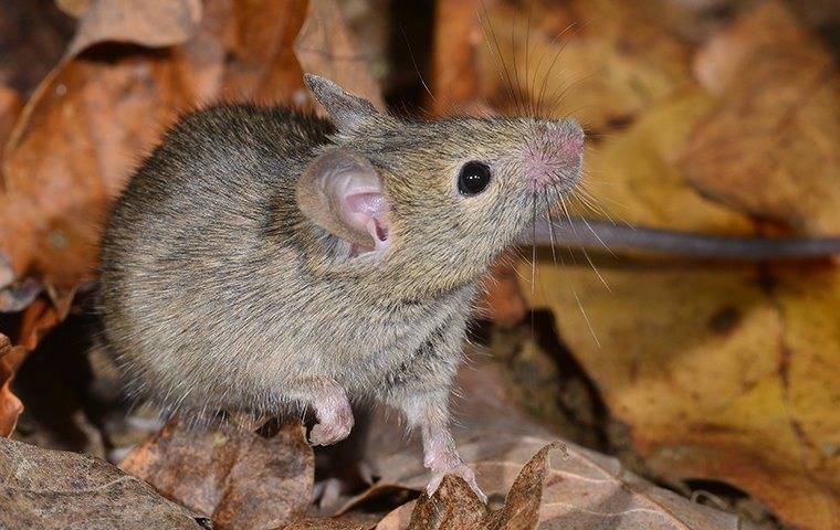 a house mouse in leaves