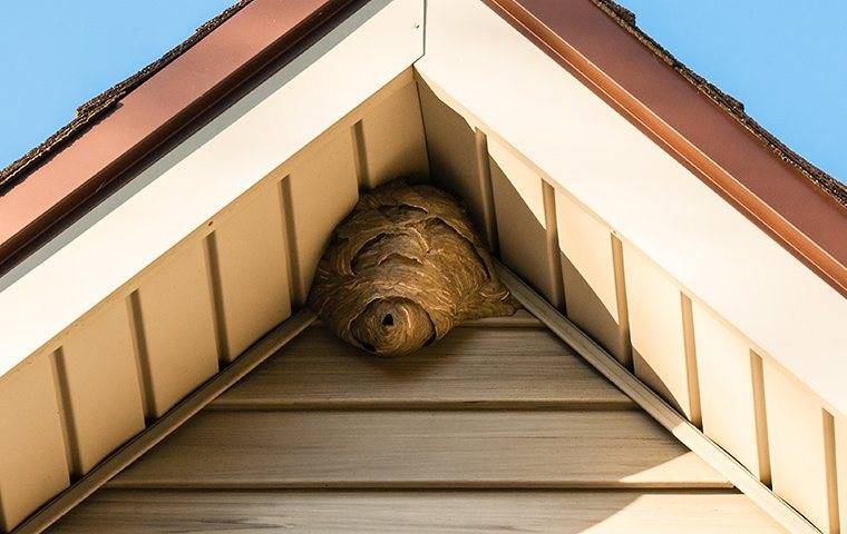 stinging insect nest in corner of roof