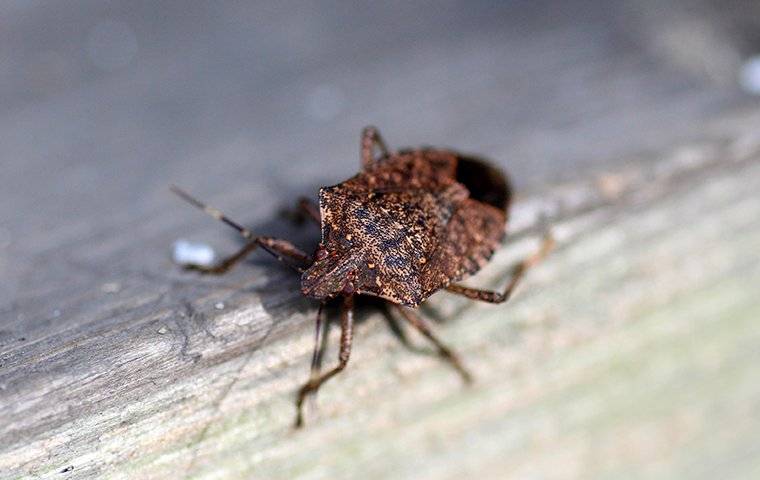 close up of a stink bug on a piece of wood