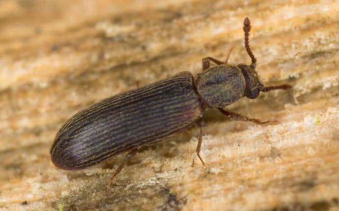 Anobiid Powderpost Beetles Prefer Old Wood adult anobiid powderpost beetle on washington deck