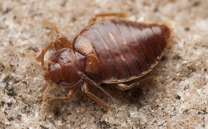 Adult Bed Bugs Are The Size Of Apple Seeds adult bed bug in ellensburg wa