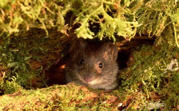 a mouse hiding in a yard in ahtanum washington