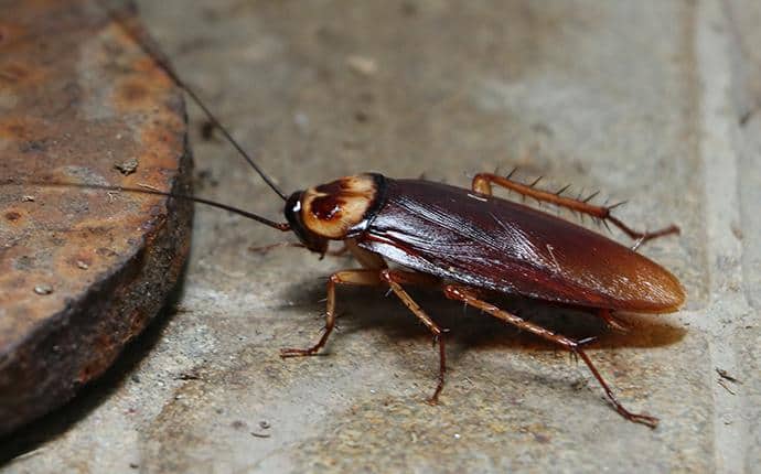 American Cockroaches Are Strong Fliers american roach in summitview wa
