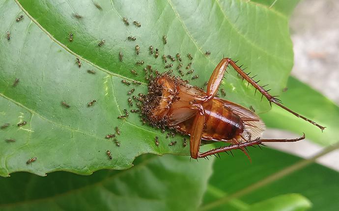 ants eating roach