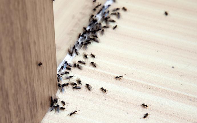 many ants crawling under a door