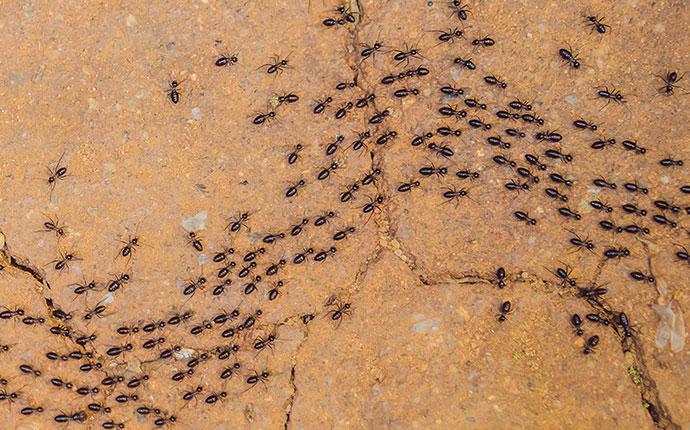 ants on a pathway