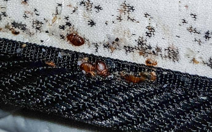 bed bug eggs and bed bugs on mattress