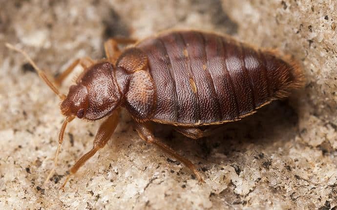 Learn More About Bed Bugs bed bug in washington home