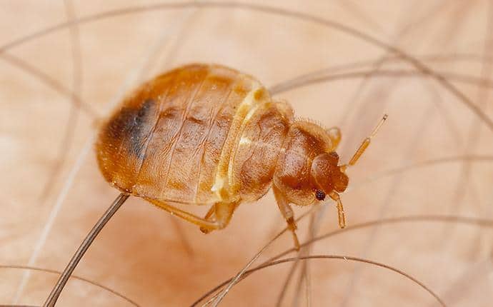 Get Rid Of Bed Bugs With Help From Prosite bed bug biting person