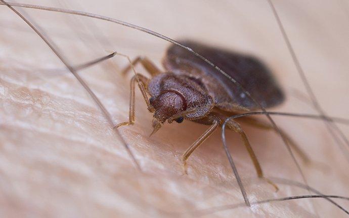 Learn More About Our Bed Bug Services In Wapato a bed bug crawling on a box spring mattress in wapato washington