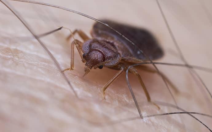 bed bug crawling on yakima indian nation resident