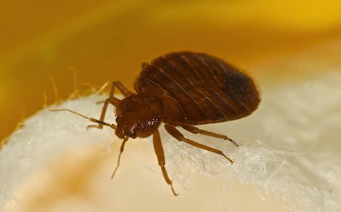 Learn How To Identify Bed Bugs In Yakima WA bed bug crawling on bed in yakima wa