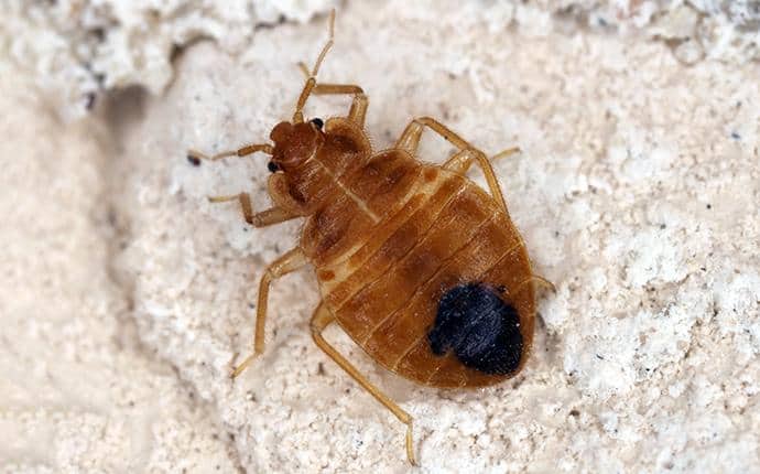 Bed Bug Nymphs Are Smaller Than Adults bed bug nymph in kittitas wa