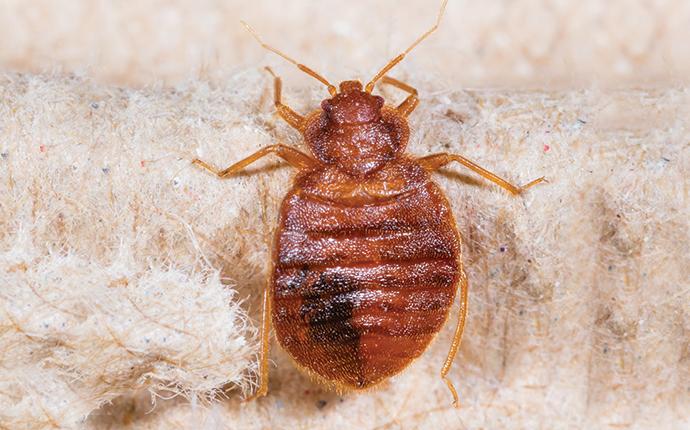 a bed bug crawling on furniture in teanaway