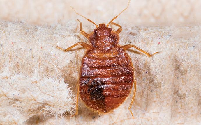 a bed bug crawling on bedding in gleed