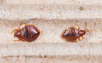 Learn More About Our Bed Bug Control Options bed bugs infesting a headbord in a easton washington home
