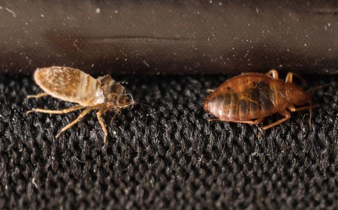 Learn How To Avoid Bed Bugs bed bug shedding