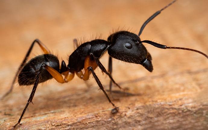 ant crawling on wood