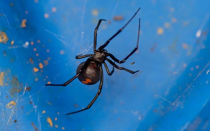 black widow spider spinning a web