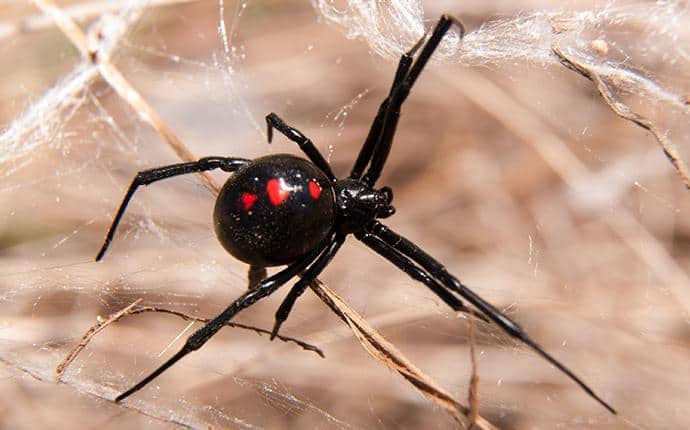 Everything Yakima County, WA Residents Should Know About Black Widow Spiders