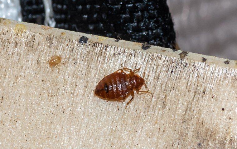A bed bug crawling on a box spring.