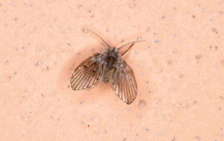a drain fly on a wall