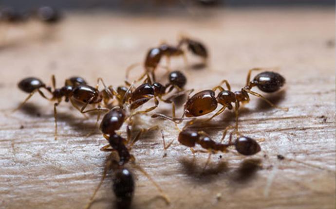 ants gathered in a circle on wood