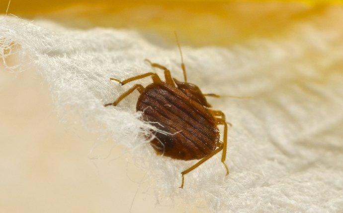 a bed bug crawling on fabric