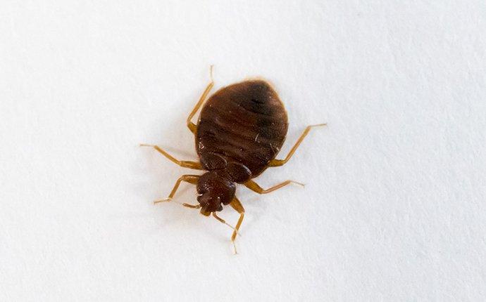 a bed bug crawling on a piece of paper