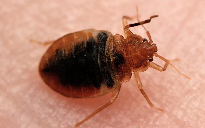 bed bugs close up