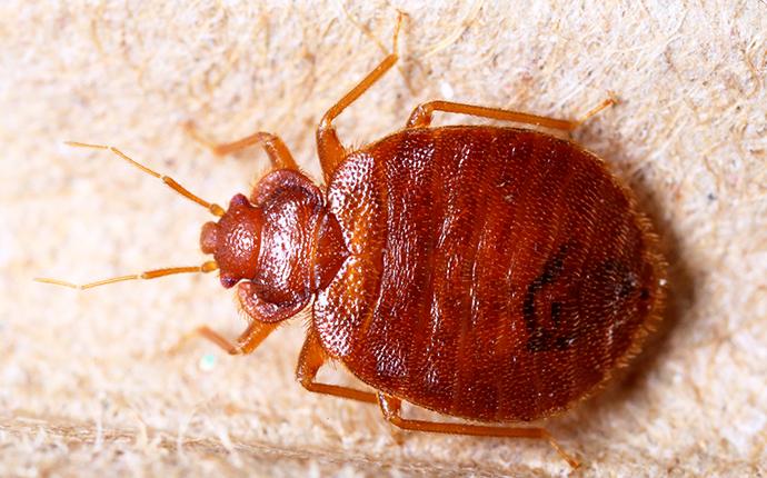 Stop Bed Bugs At First Sight a fully grown adult bed bug crawling through the white linen sheets in a yakima washington state home