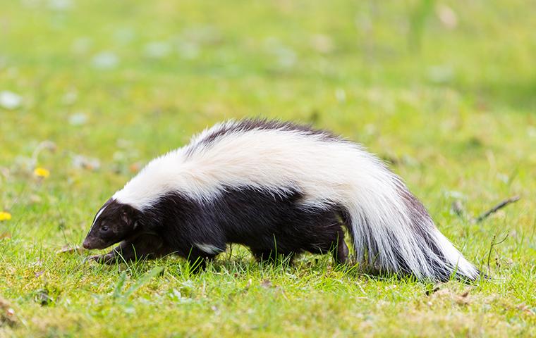 a skunk walking in a yard near a home