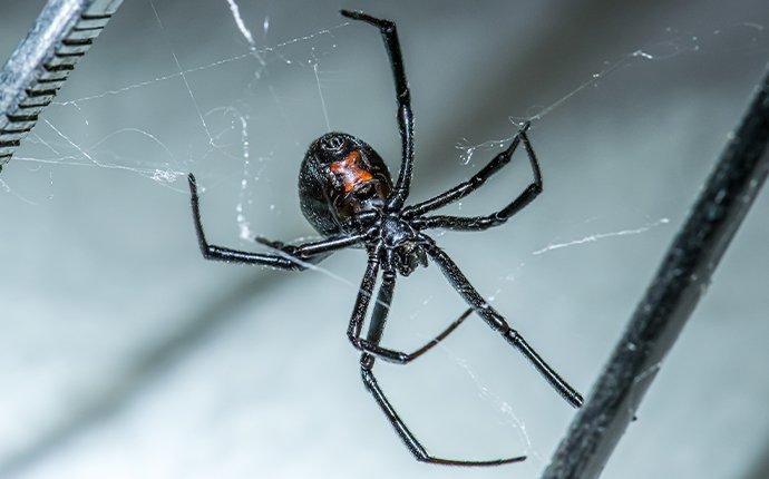a black widow spider crawling in a web