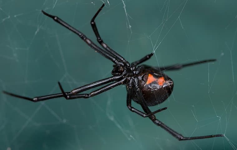 Spiders may be good for the environment, but they can be harmful in your home.