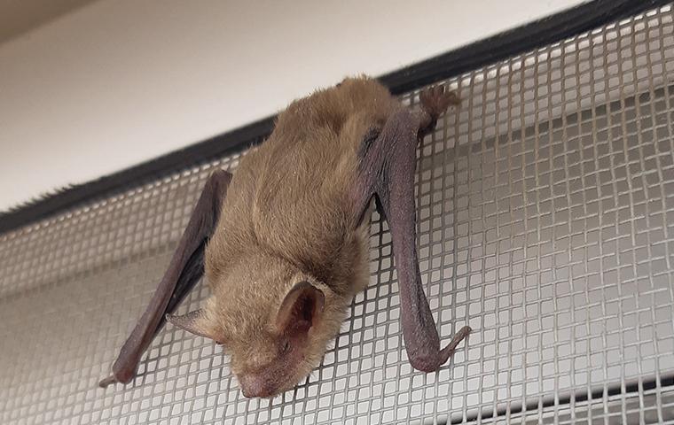 bat on window screen