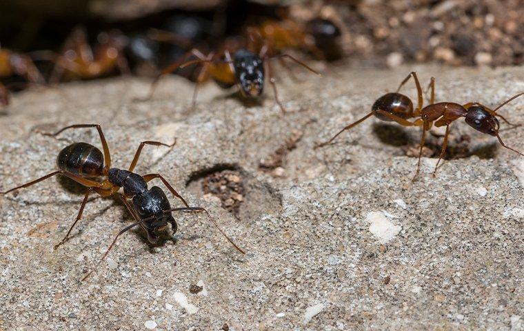 carpenter ants crawling on the ground near a home