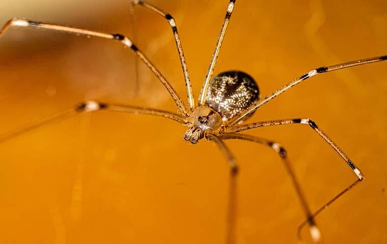 a cellar spider in its web