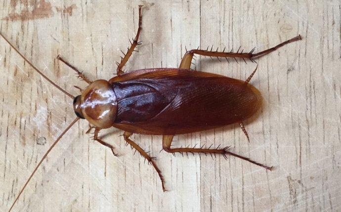 cockroach on wood paneling